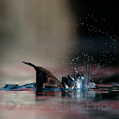 BB 12 0365 / Polysticta stelleri / Stellerand